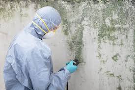 Best Basement Mold Removal  in Nedrow, NY